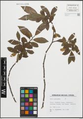 Foto von Salix pentandra L.